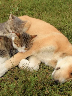 собака, кошки