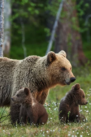 медведь, медвежата, животные