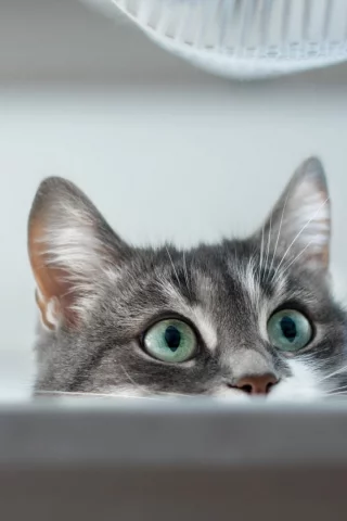 кот, взгляд