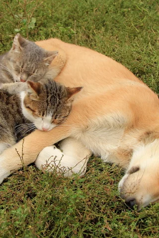 собака, кошки