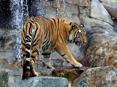 тигр, животное, вода