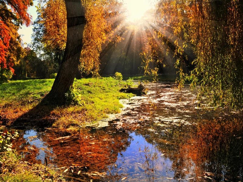 лес, деревья, вода