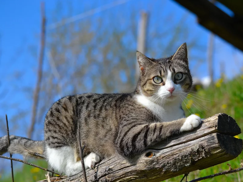 кот, бревно