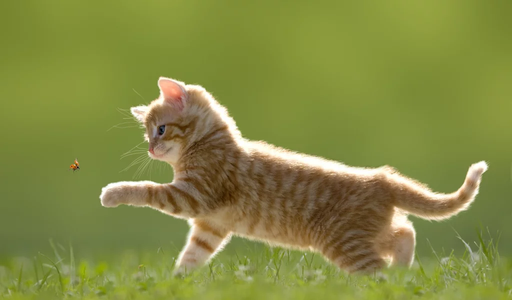 котёнок, трава