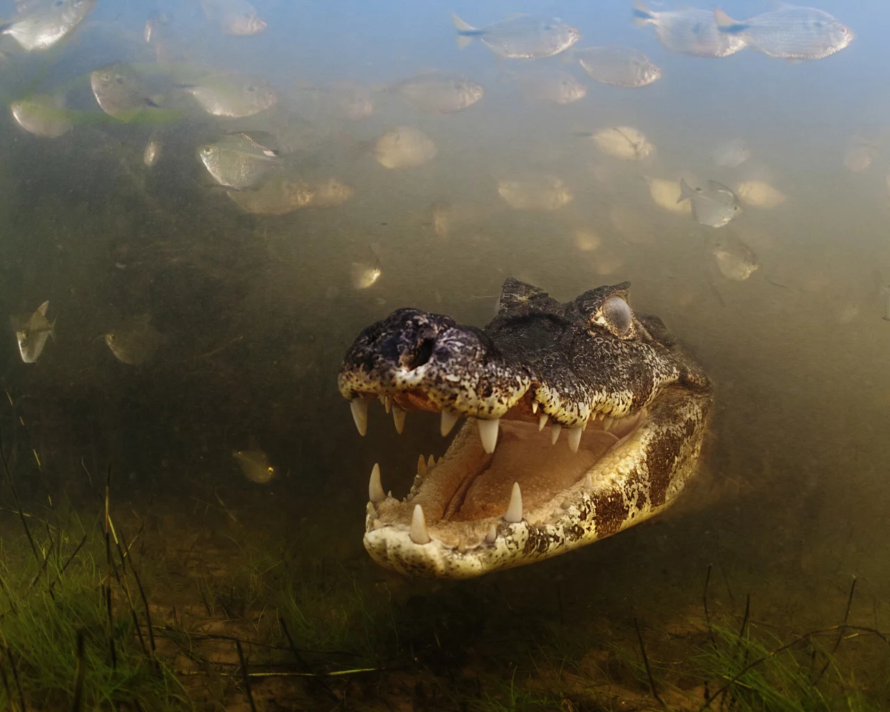 вода, крокодил