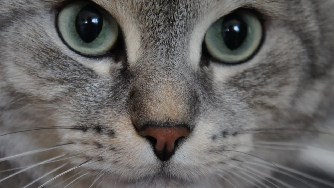 кошка, животные, взгляд
