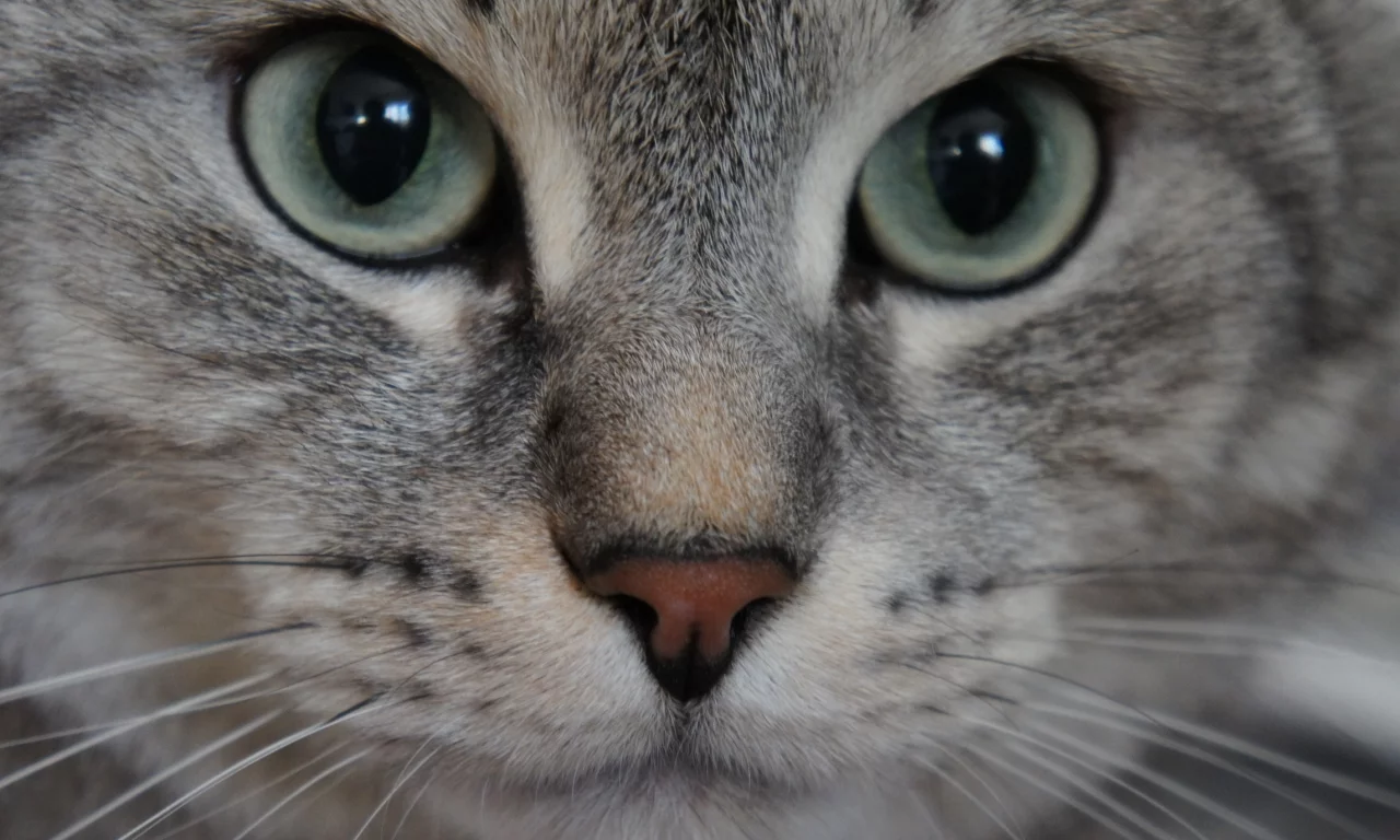 кошка, животные, взгляд