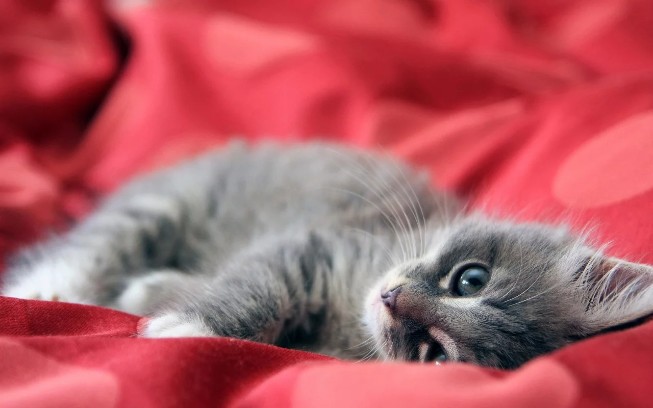 котёнок, взгляд, усы