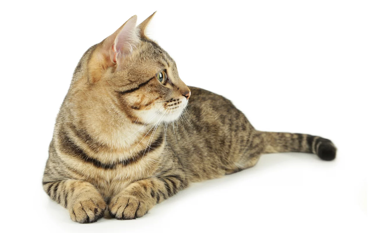 кошка, животные, взгляд, уши