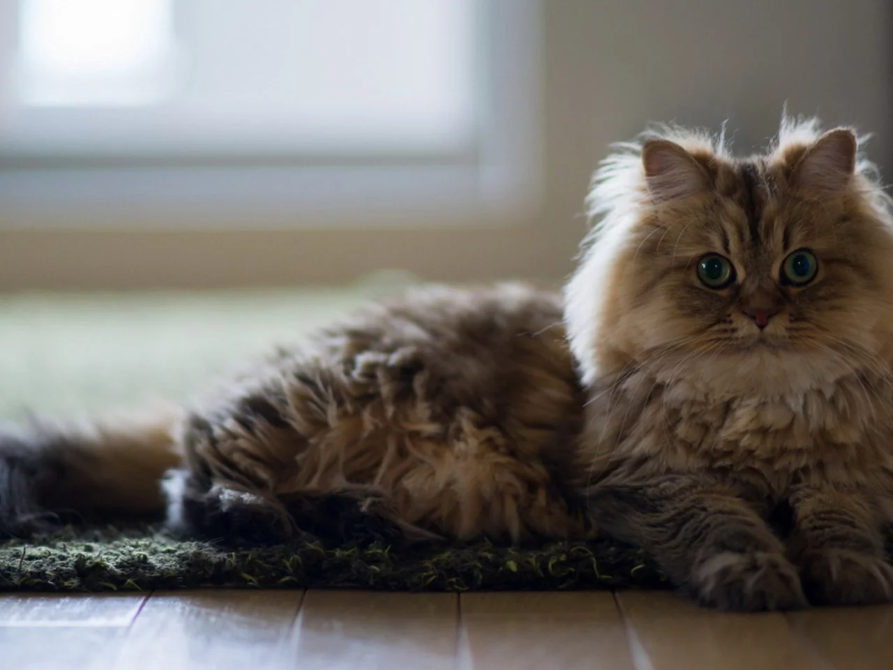 кот, пушистый, животное