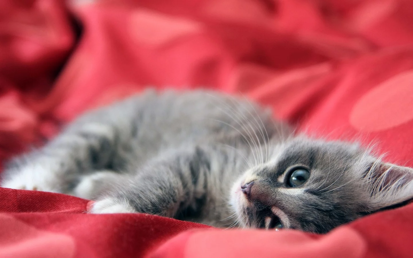 котёнок, взгляд, усы