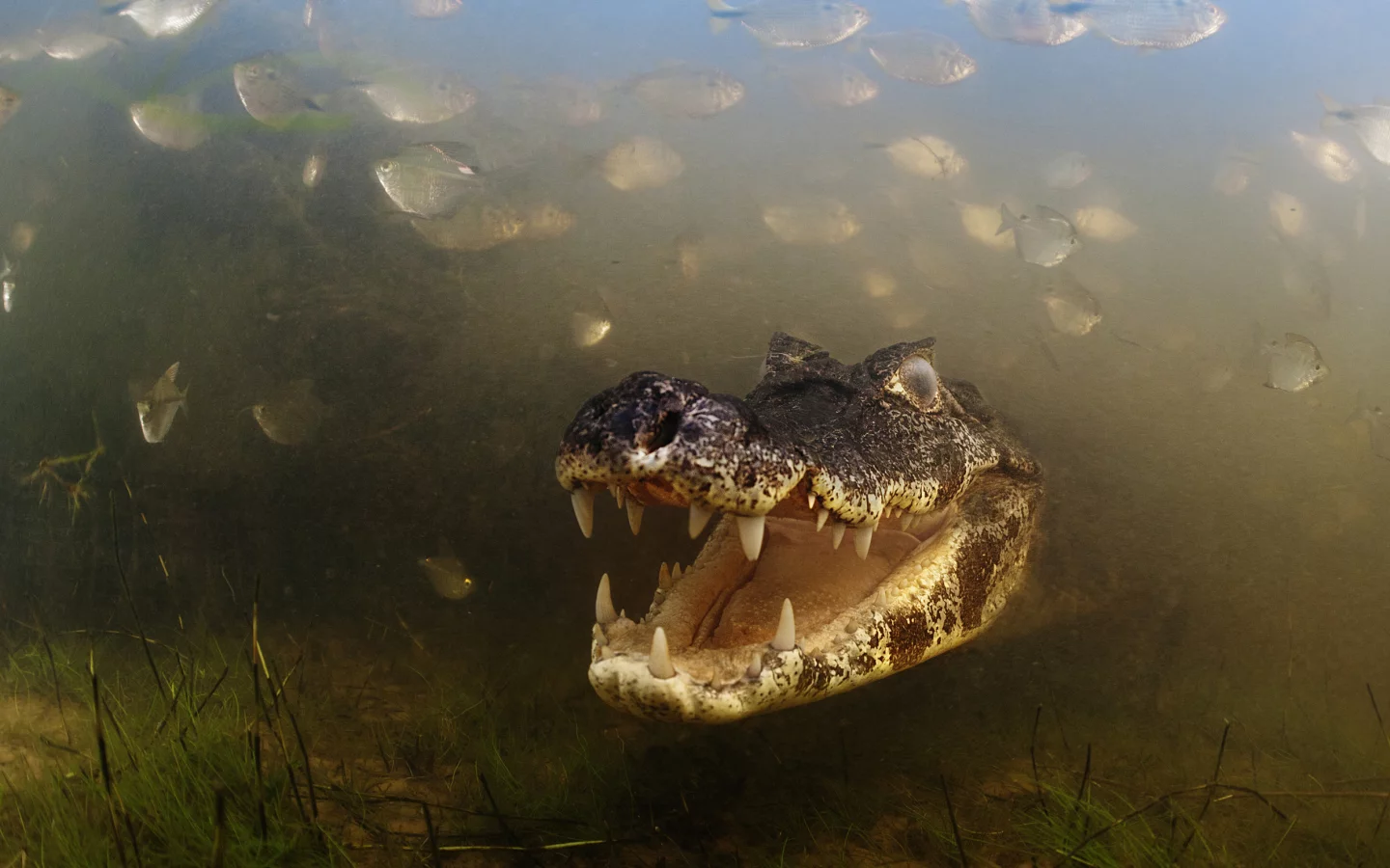 вода, крокодил