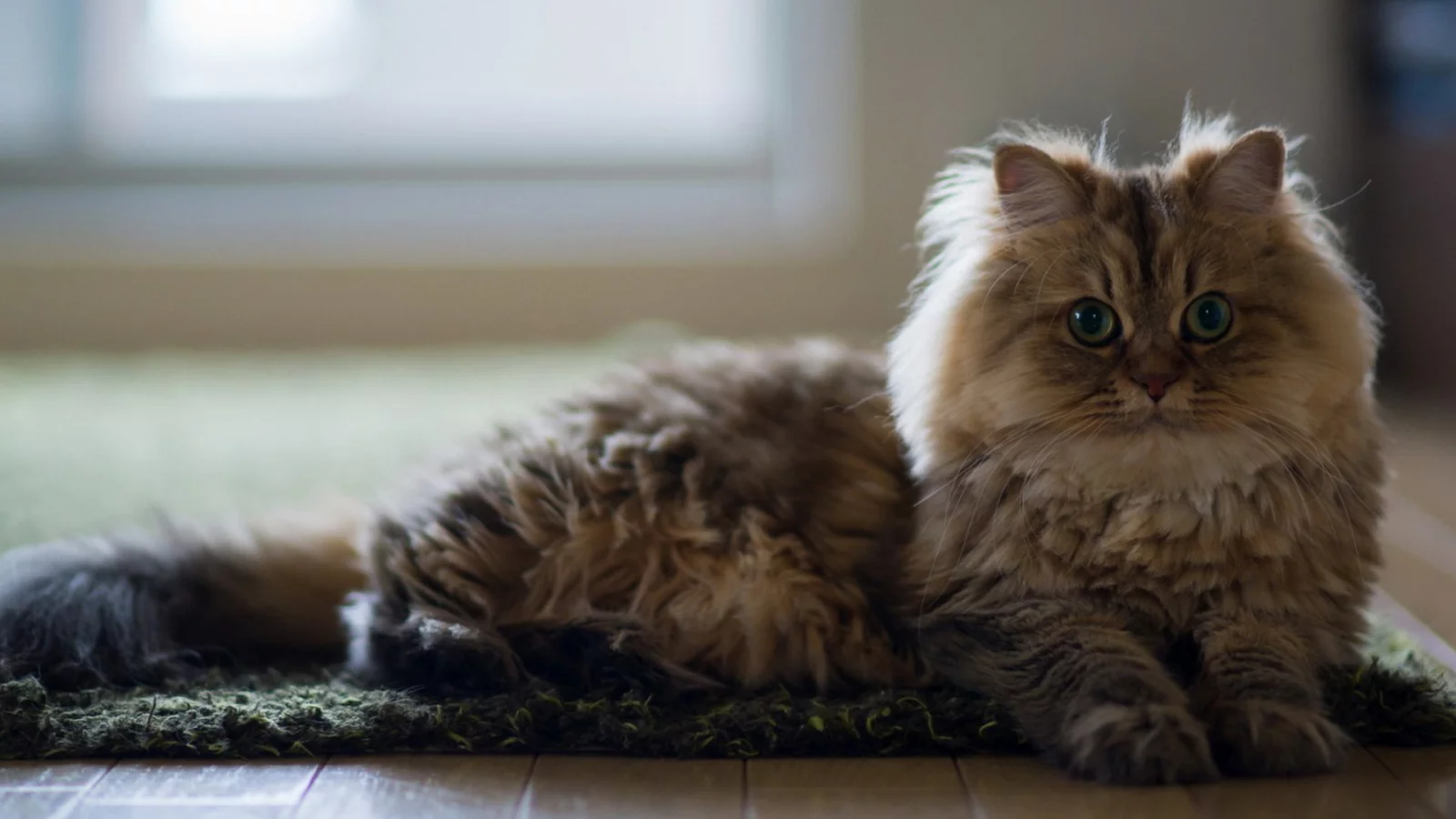 кот, пушистый, животное
