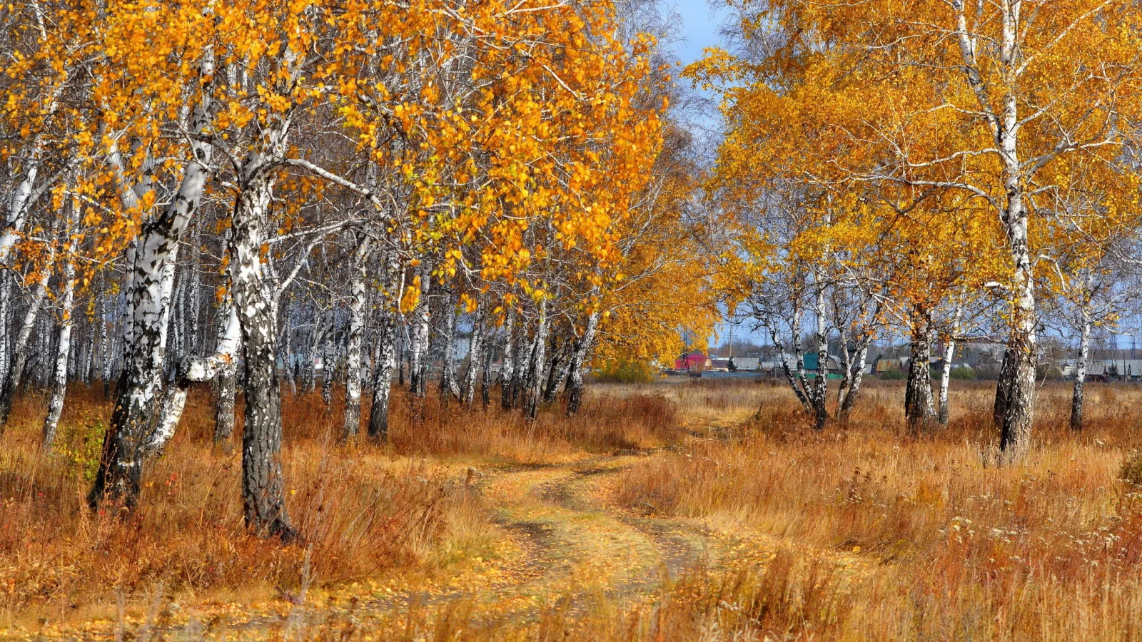 березняк, дорога