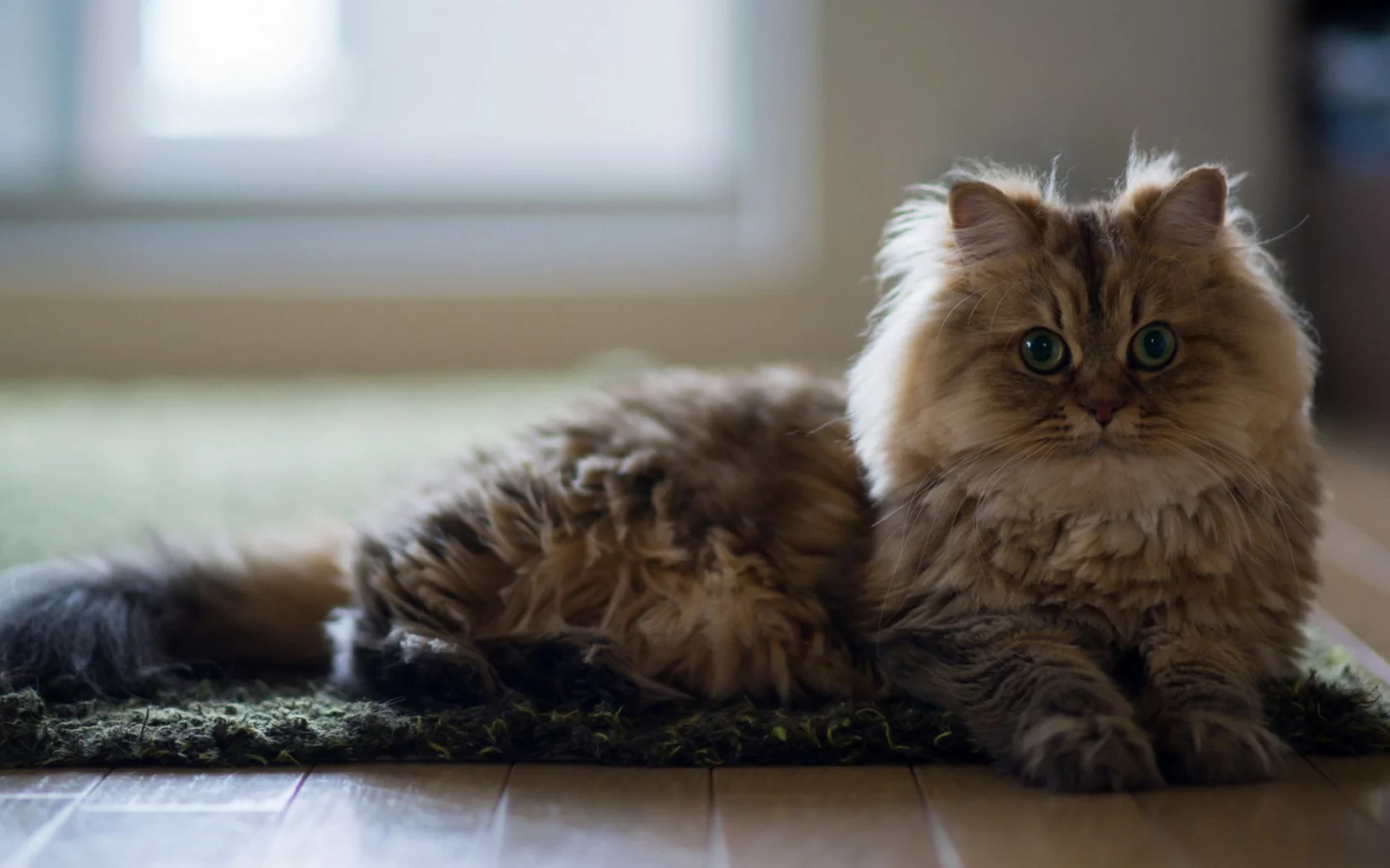 кот, пушистый, животное