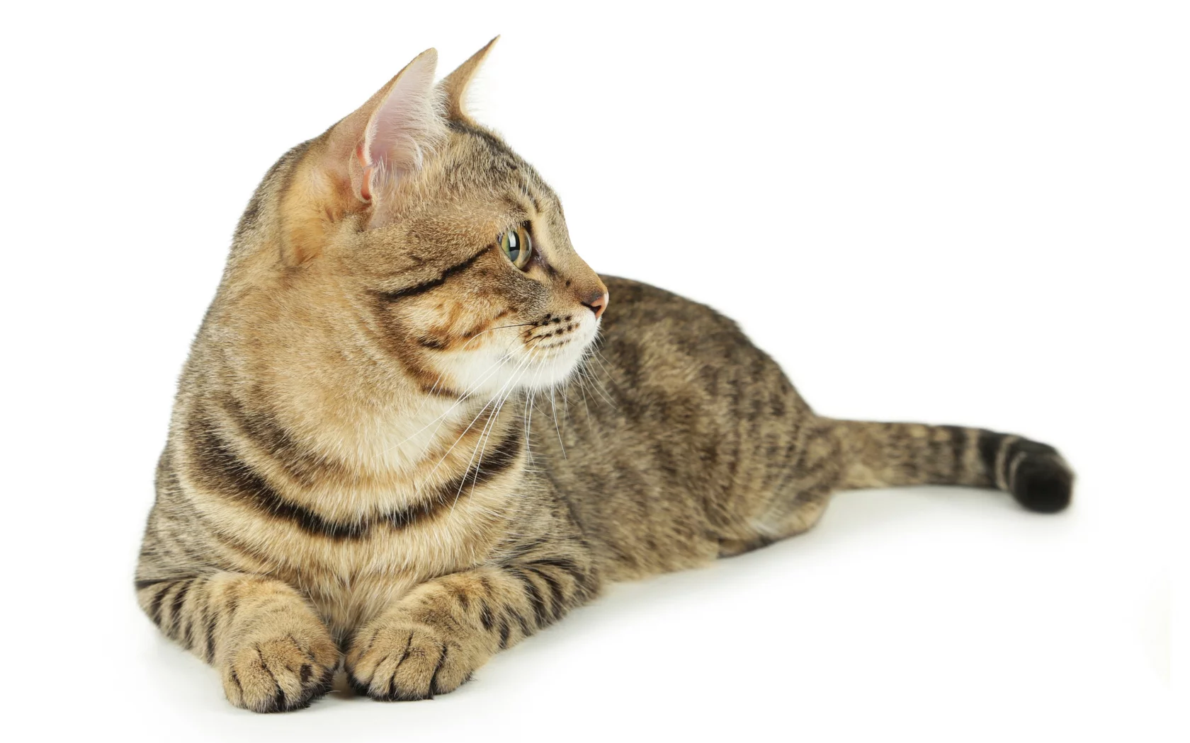 кошка, животные, взгляд, уши