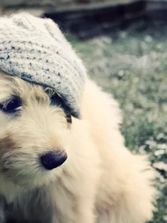 собака, животное, в берете