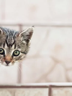 котёнок, маленький