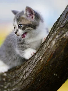 котёнок, взгляд, усы