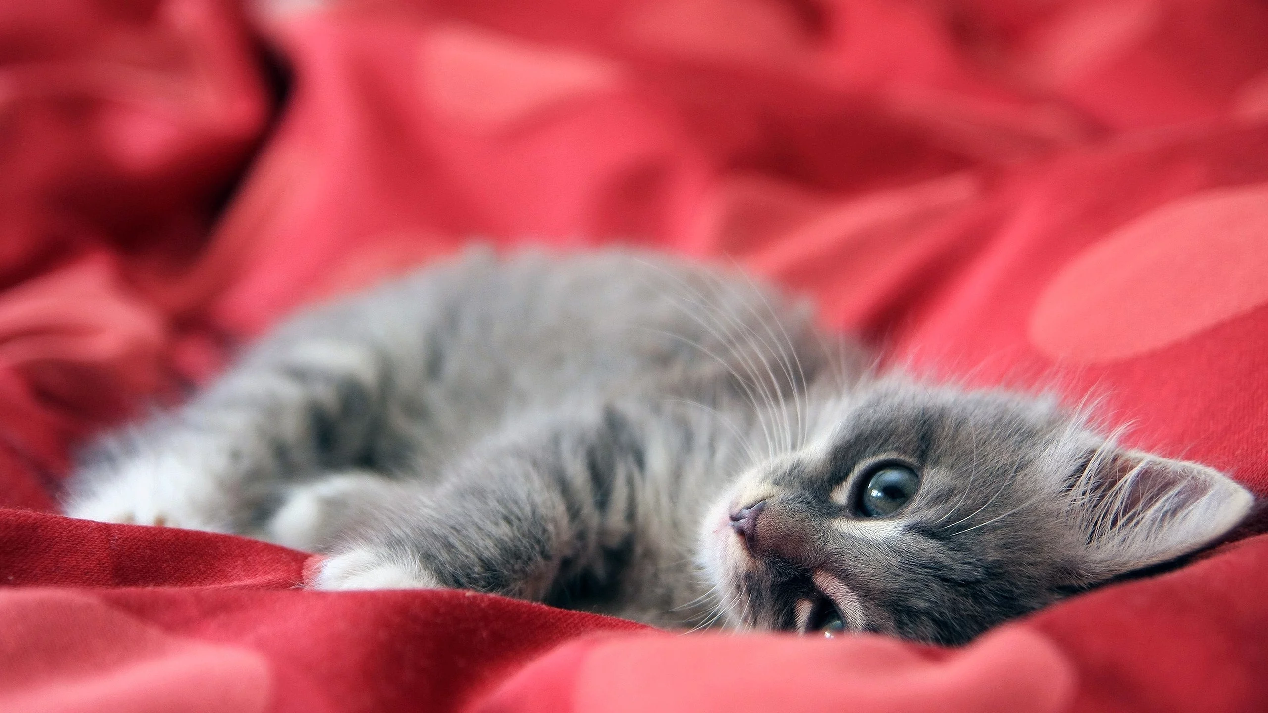 котёнок, взгляд, усы