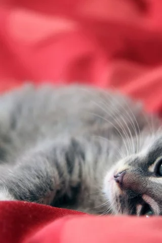 котёнок, взгляд, усы