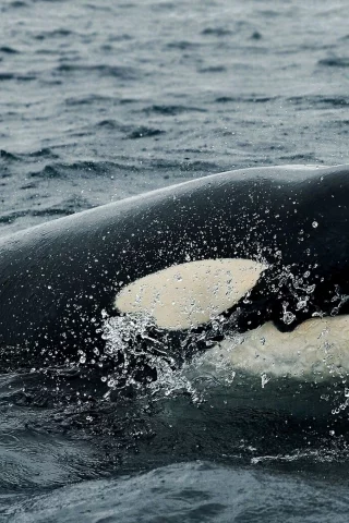 косатка, вода