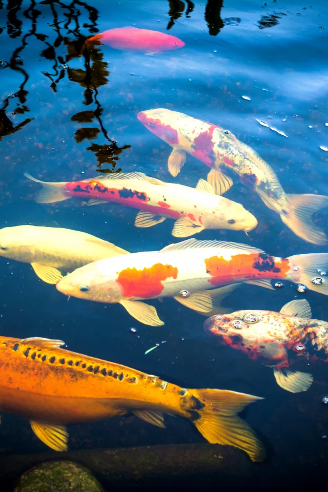 карпы, пруд, вода