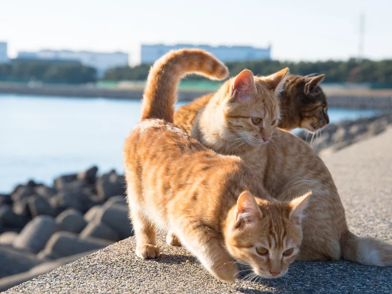 коты, хвосты