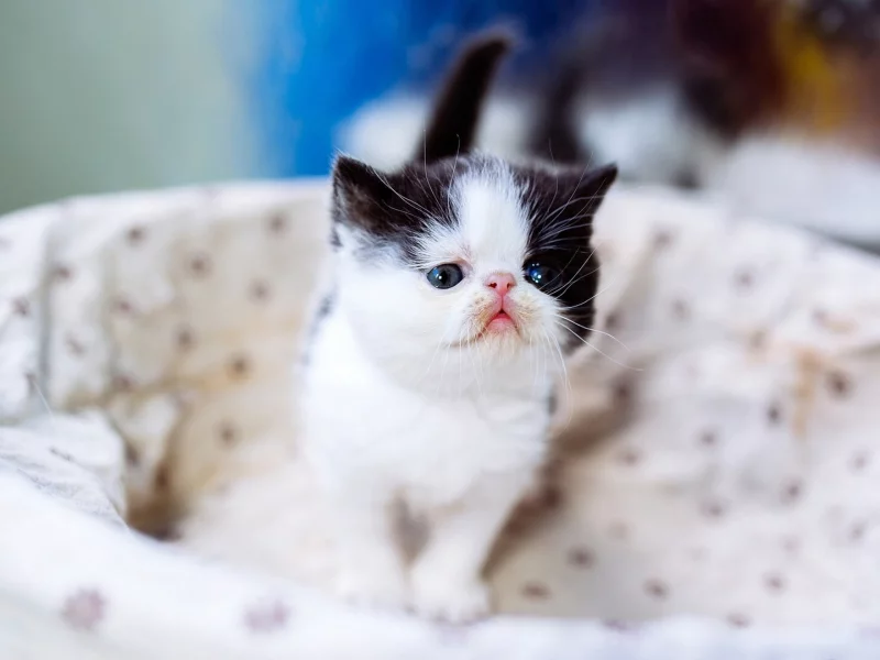 котёнок, маленький