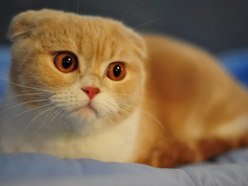 кот, рыжий, взгляд, уши