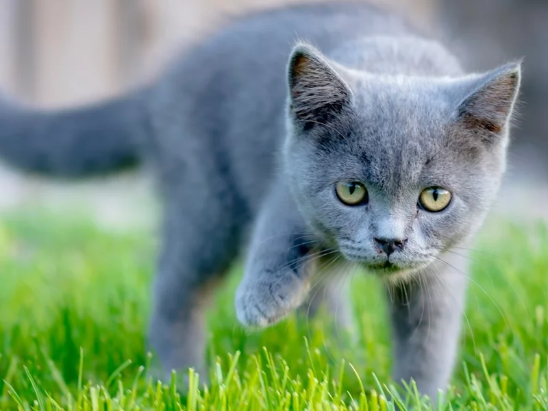 кошка, животное, трава