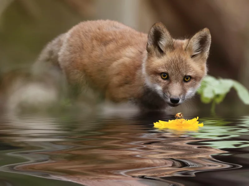 лиса, вода