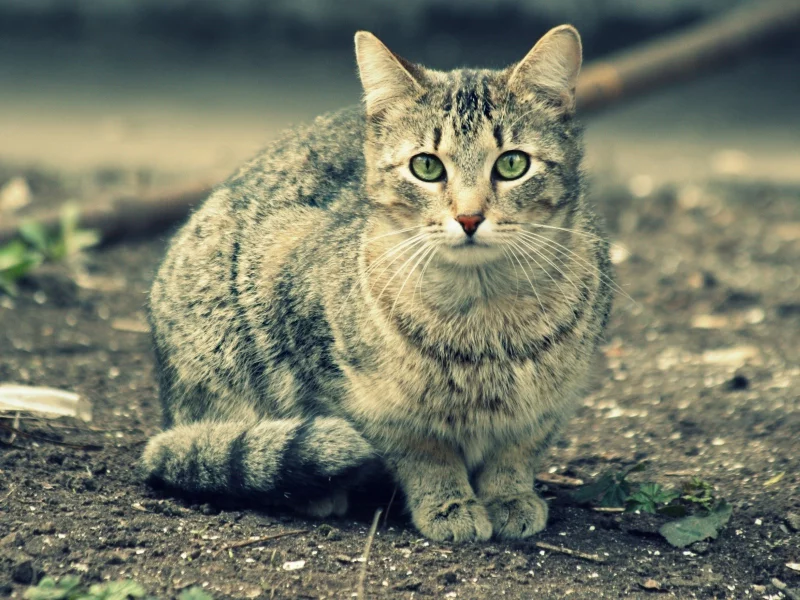 кошка, взгляд, животное