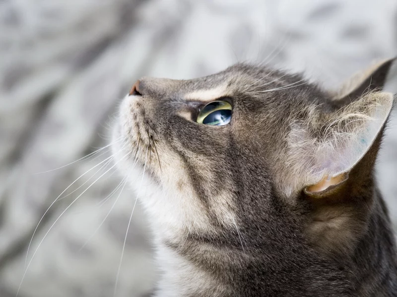 кошка, животные, взгляд