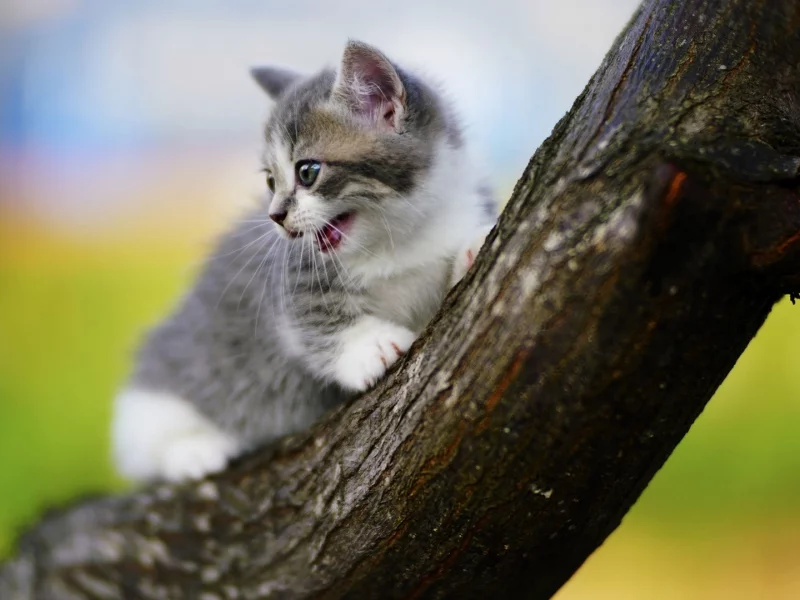 котёнок, взгляд, усы