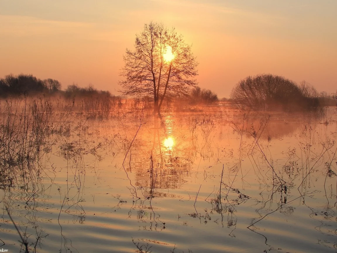 вода, берег, трава, деревья