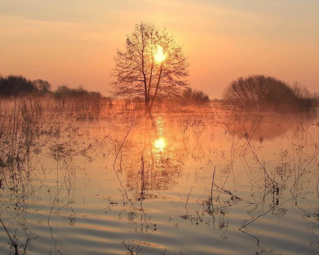 вода, берег, трава, деревья