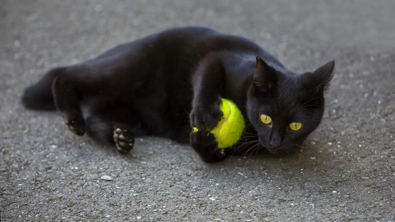 кот, взгляд, играет