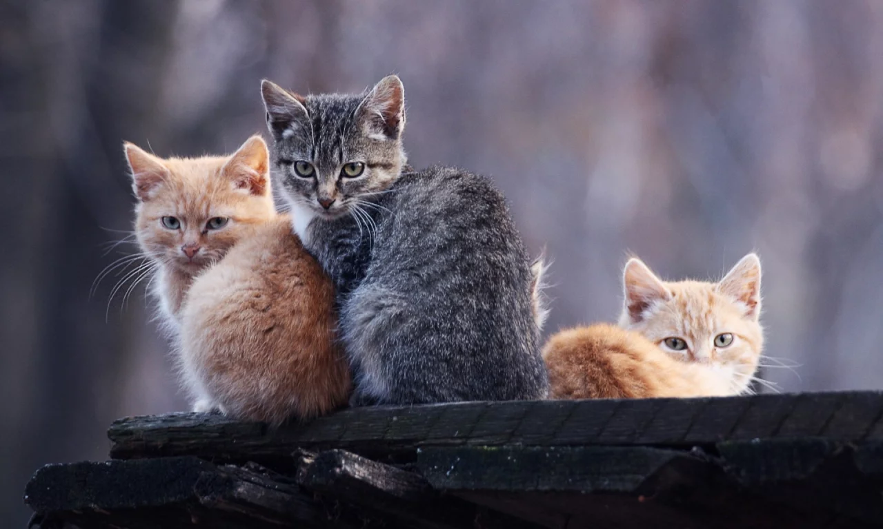 котята, животные