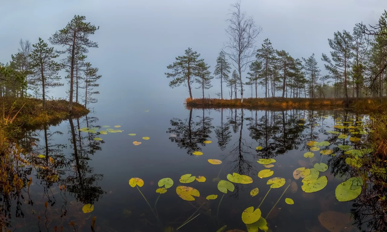 вода, деревья