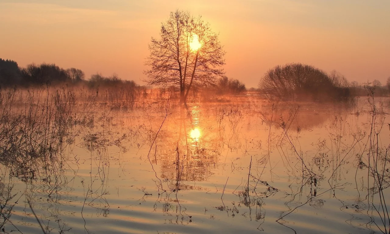 вода, берег, трава, деревья