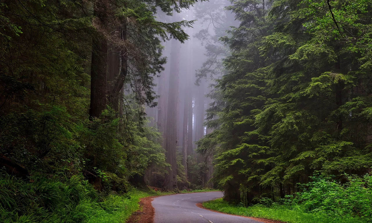 лес, деревья, дорога, туман