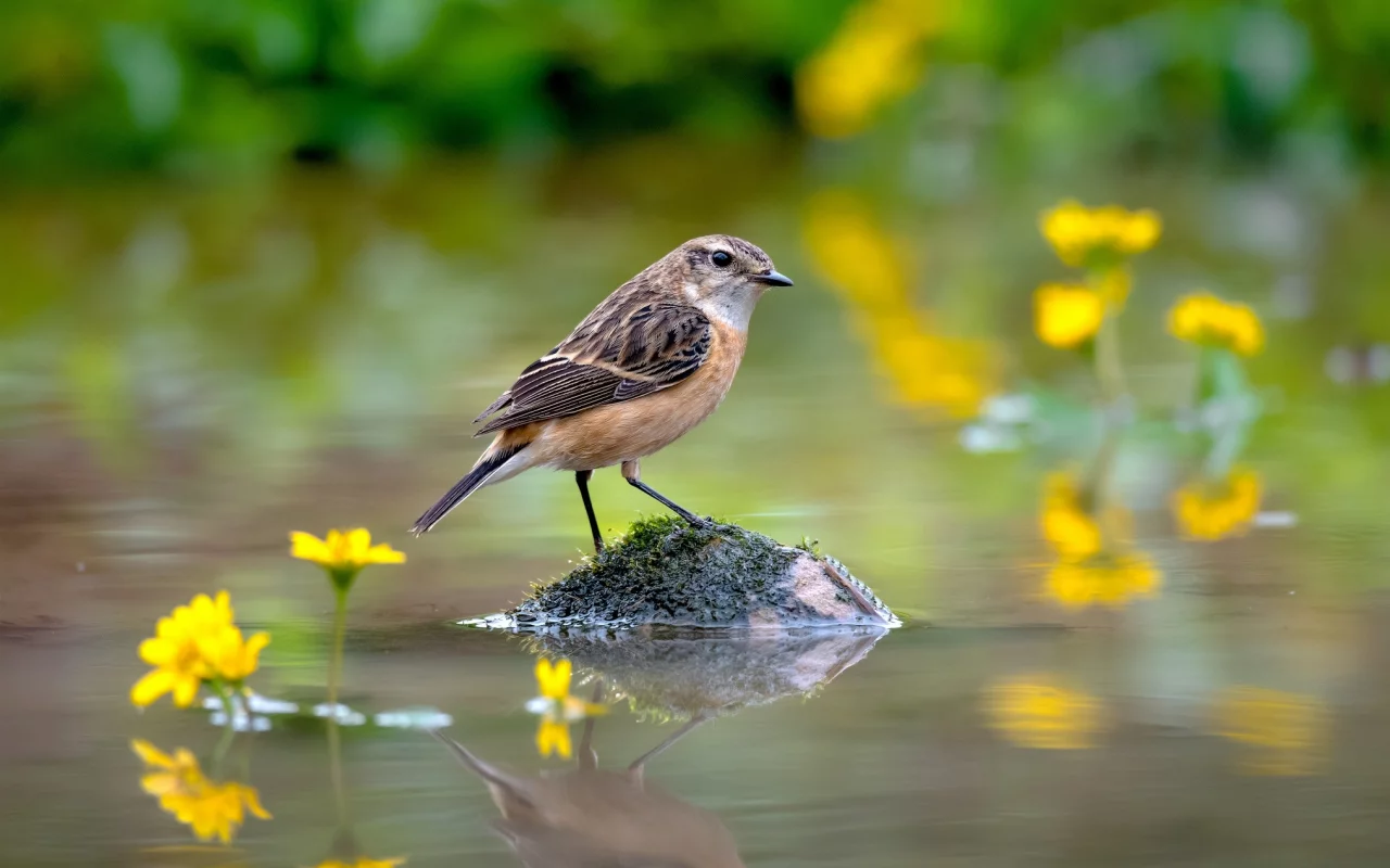 кочка, вода