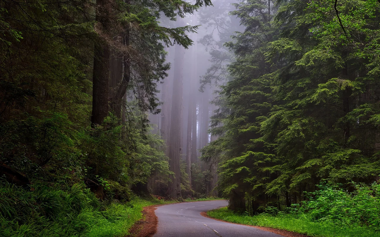 лес, деревья, дорога, туман