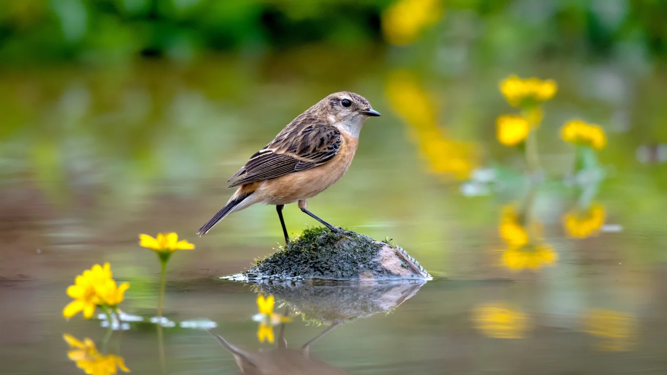 кочка, вода