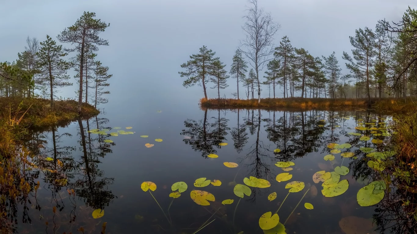 вода, деревья