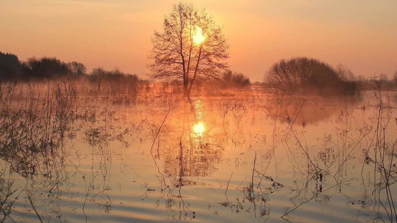 вода, берег, трава, деревья
