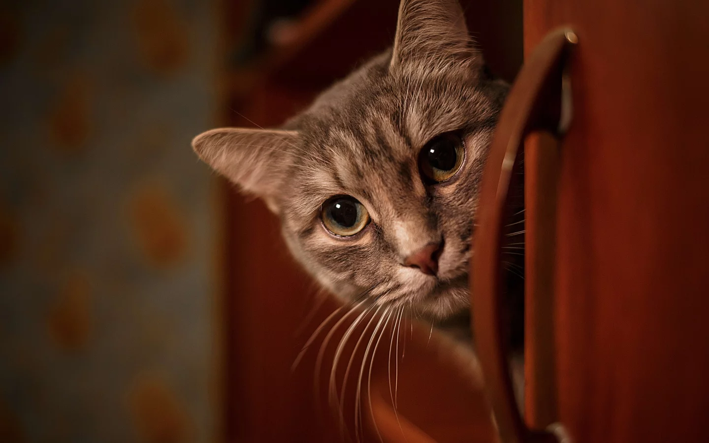 кошка, животные, взгляд