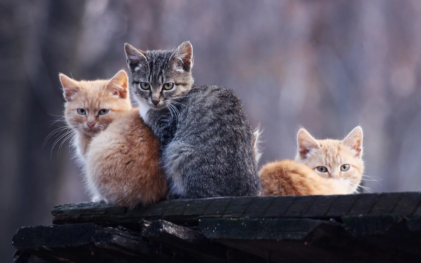 котята, животные