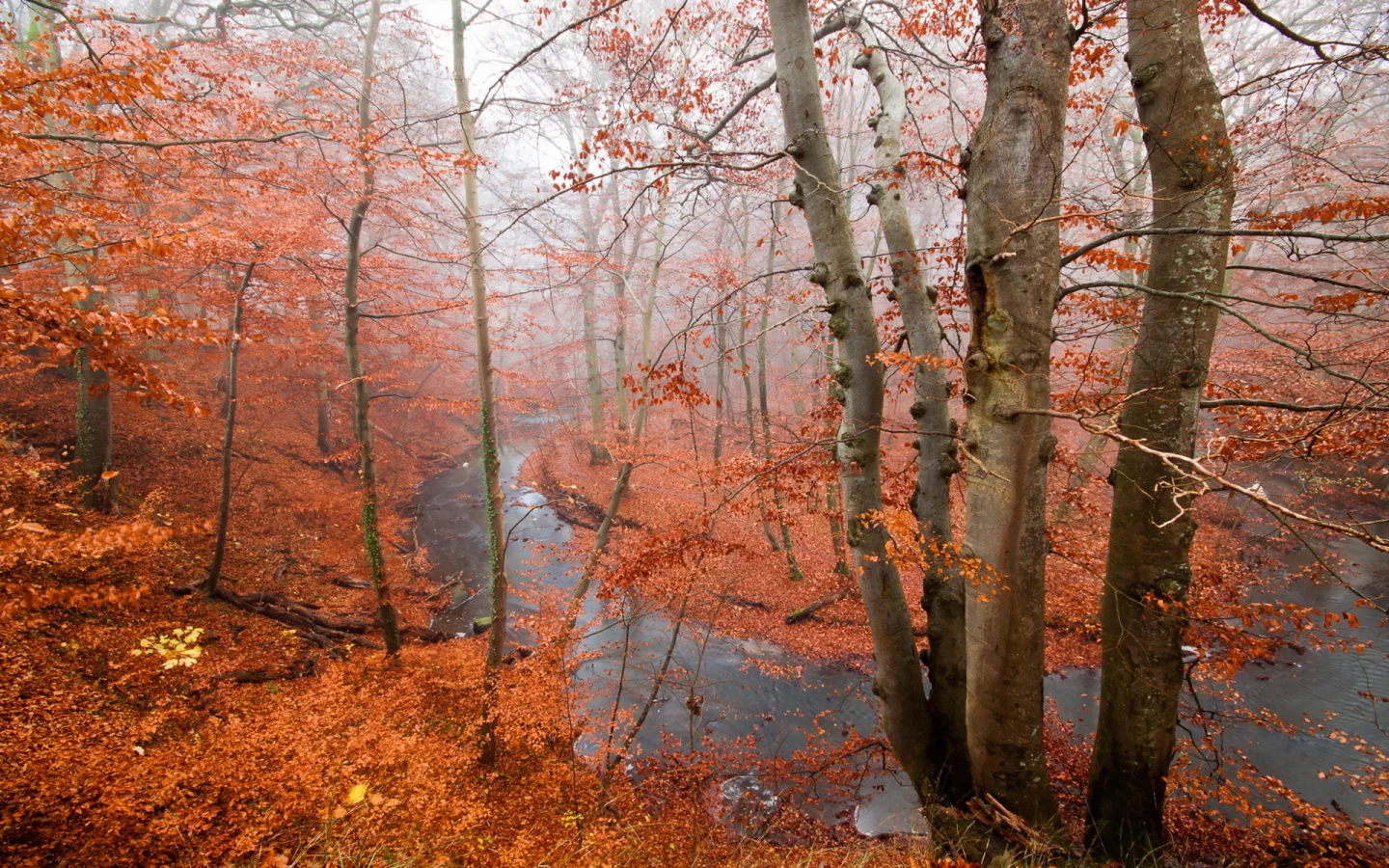 лес, река, осень